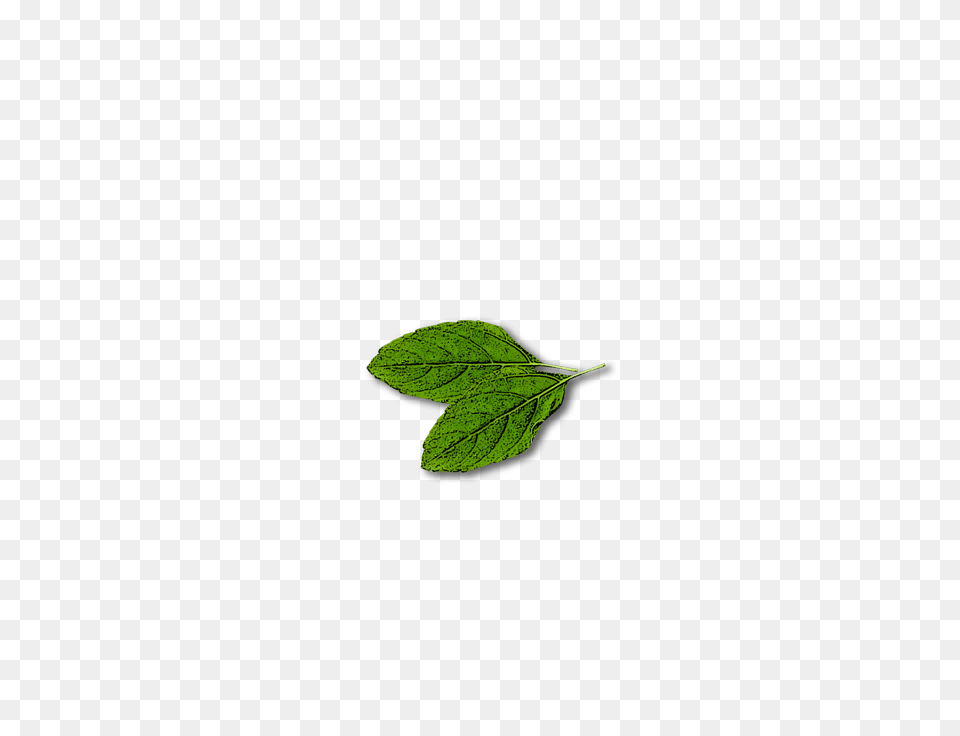 Azure, Herbs, Plant, Green, Leaf Free Png