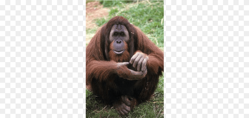 Azy The Escape Artist Orangutan, Animal, Mammal, Monkey, Wildlife Free Png Download