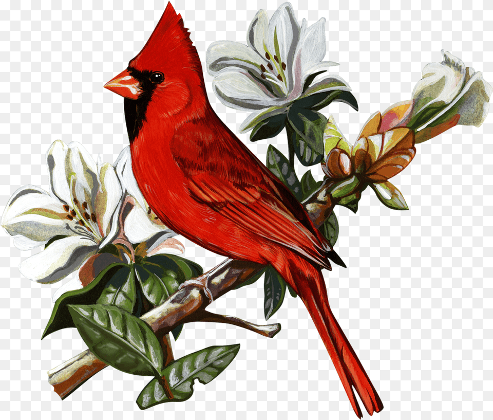 B 0938 Textile Transfer Northern Cardinal, Animal, Bird Png Image