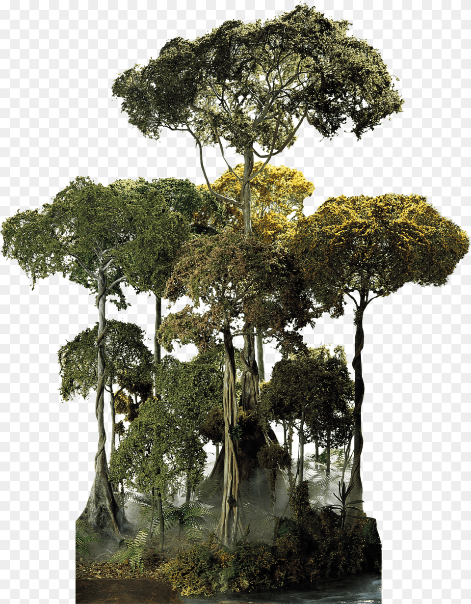 B Waterfall In Tropical Forest Tropical Forest Tree, Plant, Potted Plant, Tree Trunk, Land Png Image