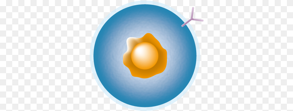 B Cell, Sphere, Lighting, Disk, Egg Free Png