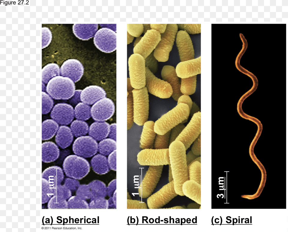 B Gram Stain Labeled Diagram Of Spiral Bacteria, Animal, Reptile, Snake, Plant Free Png Download