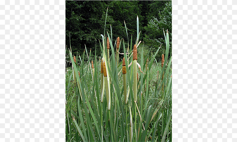 B Grass, Plant, Vegetation, Agavaceae Free Transparent Png