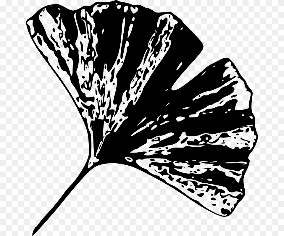 B Of Ginkgo Biloba Leaves Black And White Gingko Leaf, Gray Free Png