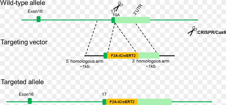 B Oxr1 Icreert2 Mice Diagram Png