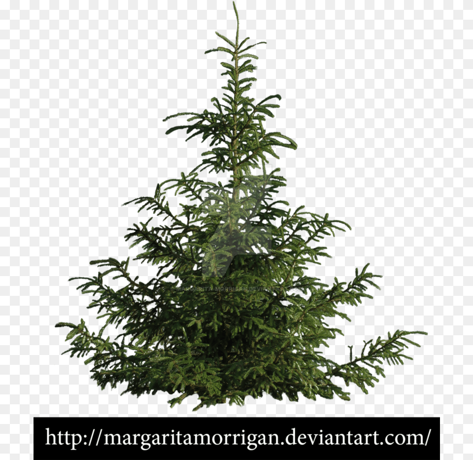 B Tree Pine Tree Tree Psd Landscaping Trees Garden Pine Tree Drawing, Conifer, Fir, Plant, Spruce Free Transparent Png