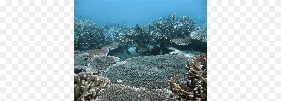 B Underwater, Animal, Sea Life, Sea, Reef Free Png Download