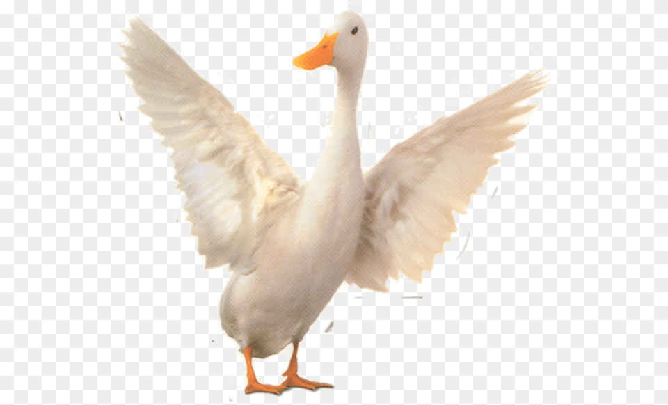 Babe Wiki Duck, Animal, Bird, Goose, Waterfowl Free Png Download