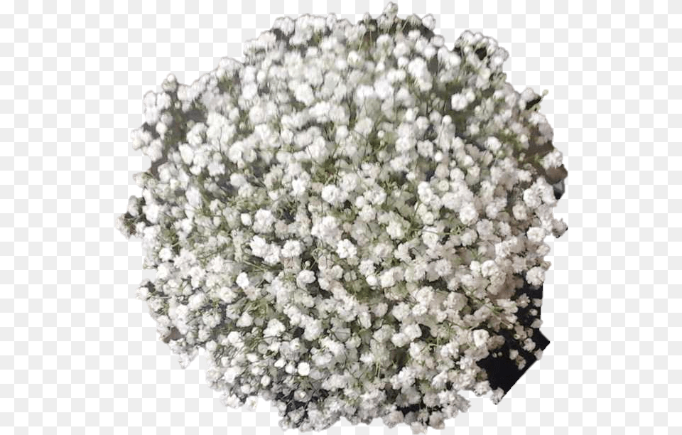 Babies Breath Bouquet From Top Artificial Flower, Plant Png