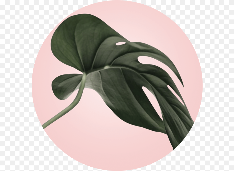 Babington Hill Plants, Leaf, Plant, Flower Png Image