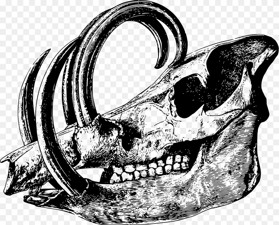 Babirusa Skull Clip Arts Animal Skull Icon Transparent, Gray Png Image