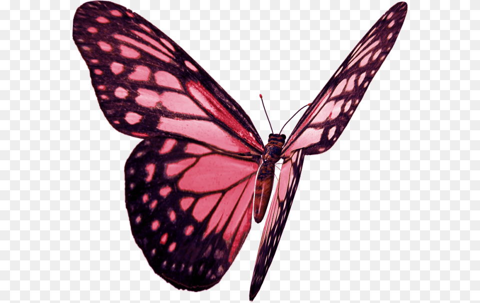 Babochka Monarch Butterfly, Animal, Insect, Invertebrate Png