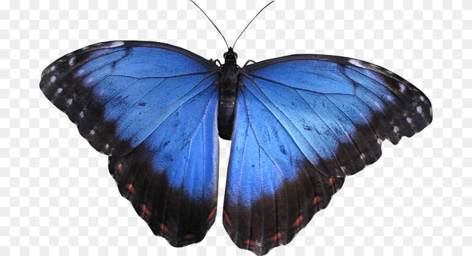 Babochka Morpho Butterfly Blue Butterfly Illustration, Animal, Insect, Invertebrate Png