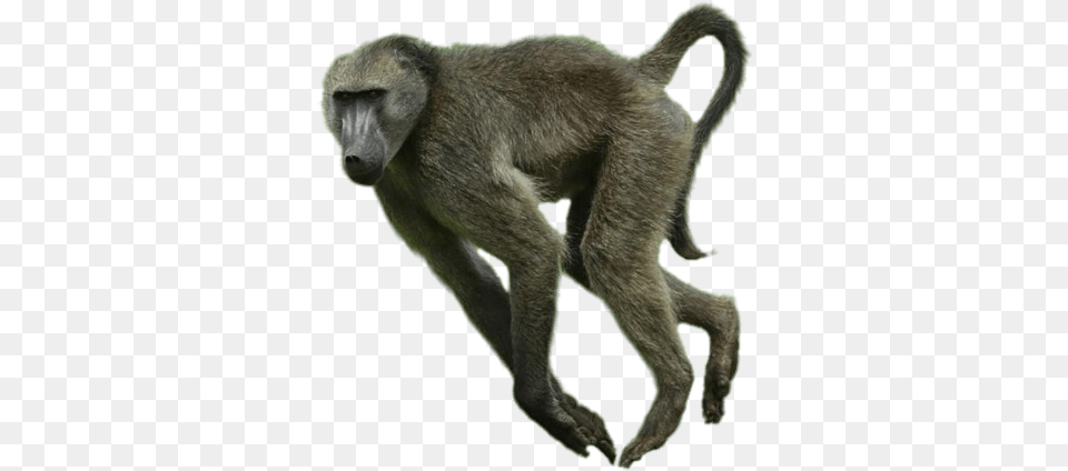 Baboon, Animal, Mammal, Monkey, Wildlife Free Transparent Png