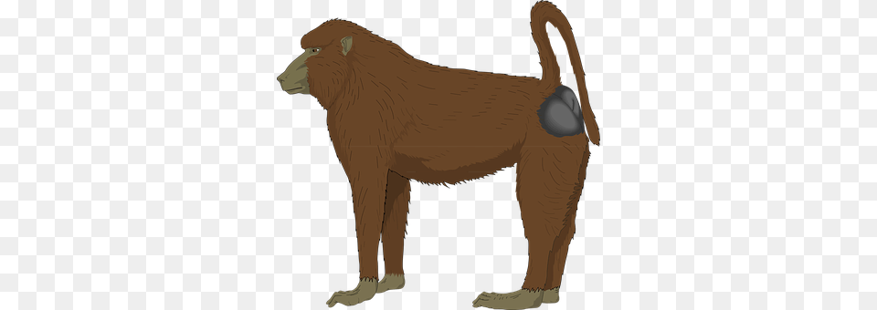 Baboon Animal, Mammal, Monkey, Wildlife Png