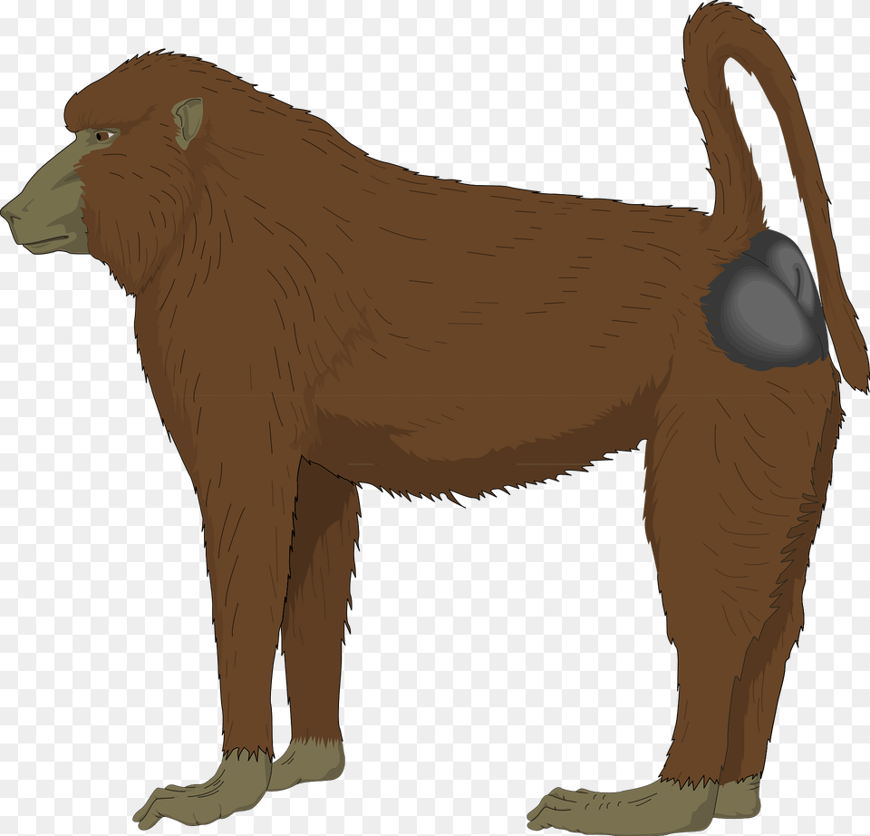 Baboon Clipart, Animal, Mammal, Monkey, Wildlife Png