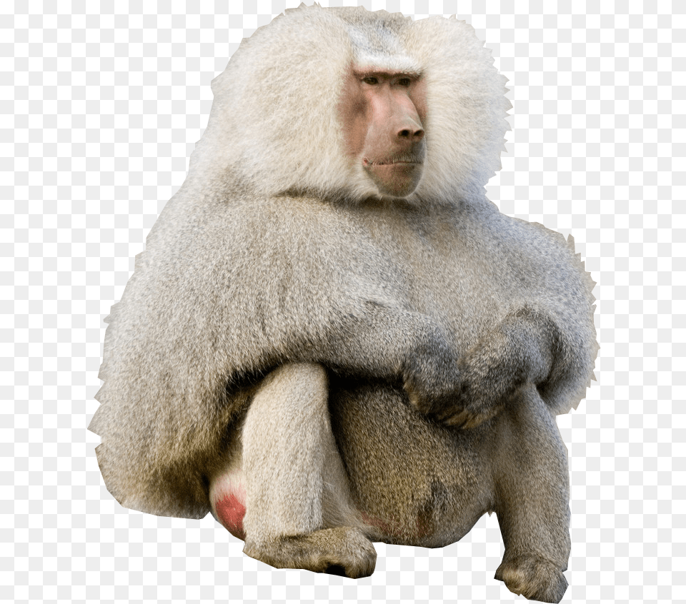 Baboon Hamadryas Baboon, Animal, Mammal, Monkey, Wildlife Free Transparent Png