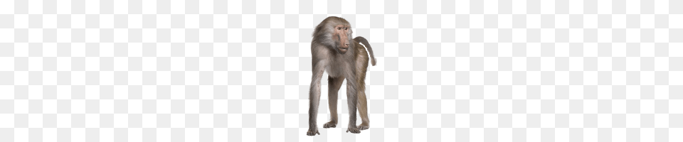 Baboon On Hands And Feet, Animal, Mammal, Monkey, Wildlife Free Png Download