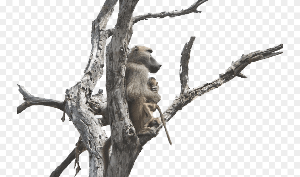 Baboon S Images Baboons, Animal, Mammal, Monkey, Wildlife Free Png