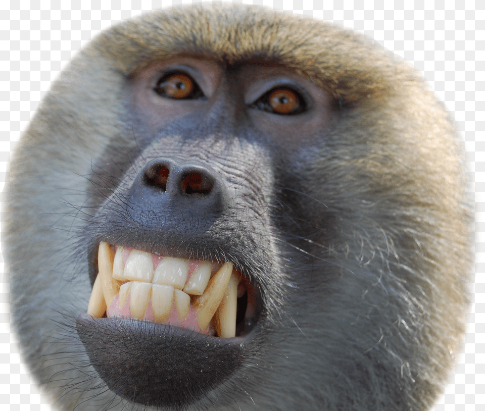 Baboon Smiling Png