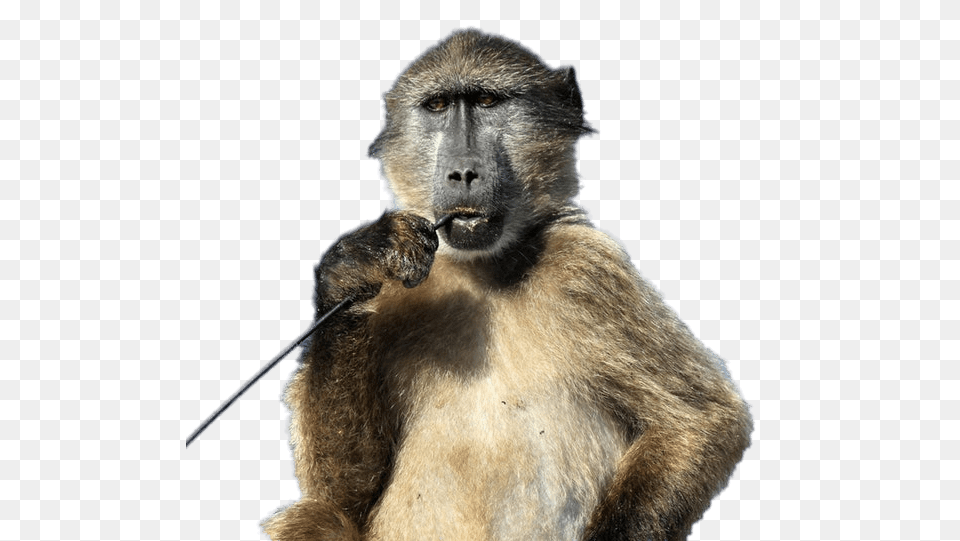Baboon With Stick In His Mouth, Animal, Mammal, Monkey, Wildlife Png Image