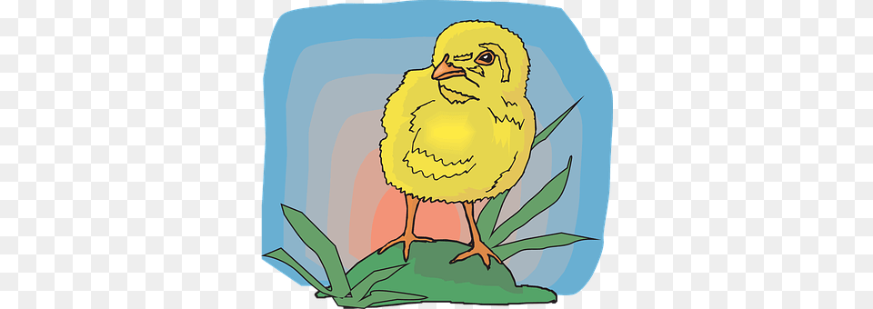 Baby Animal, Bird, Face, Head Free Png
