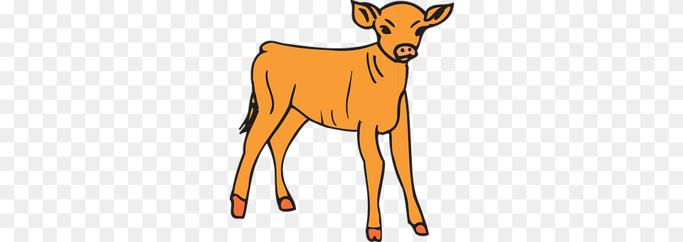 Baby Animal, Calf, Cattle, Cow Png
