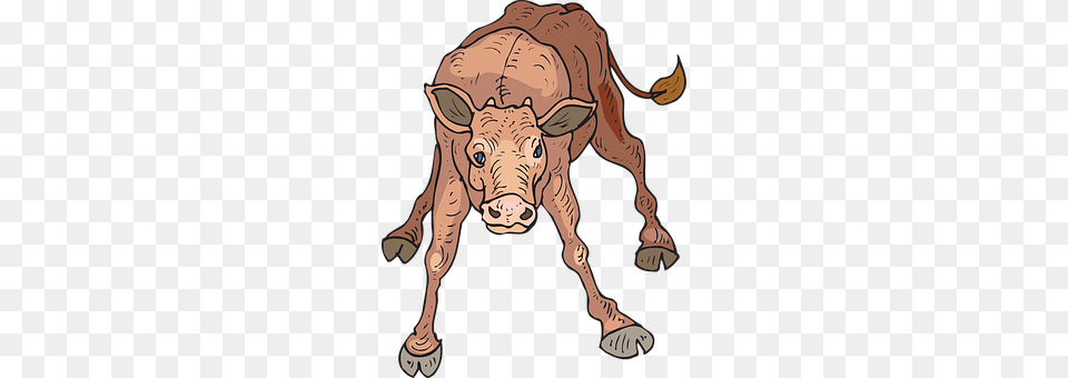 Baby Animal, Calf, Cattle, Cow Free Png