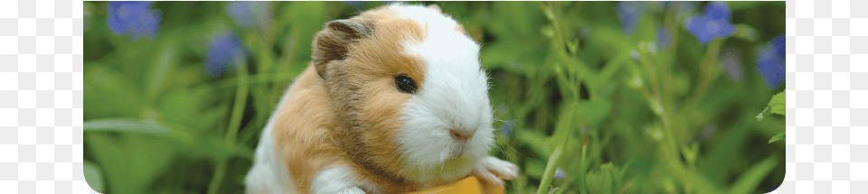 Baby American Guinea Pig, Animal, Mammal, Rat, Rodent Png Image