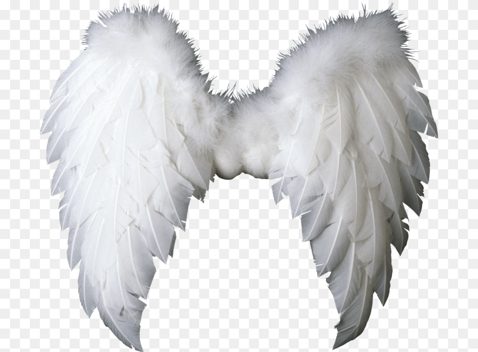 Baby Angel Wings, Animal, Bird, Vulture, Accessories Png