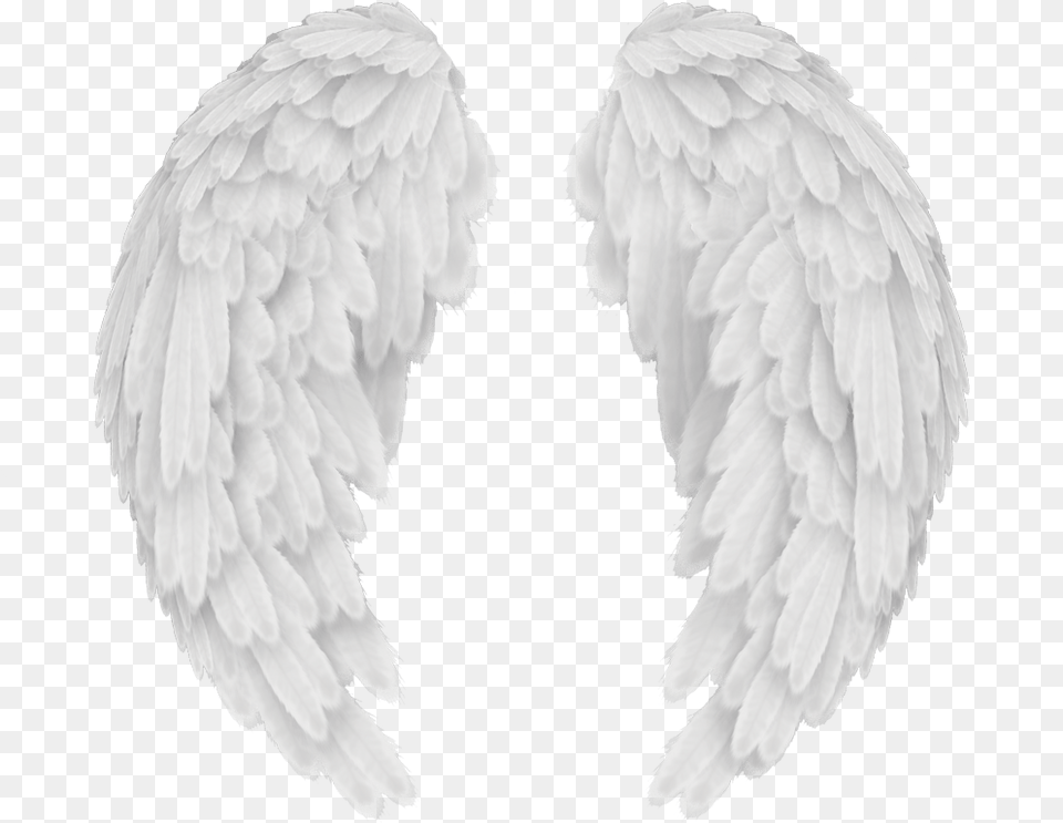 Baby Angel Wings Angel Wings Black Background, Animal, Bird, Vulture Free Transparent Png