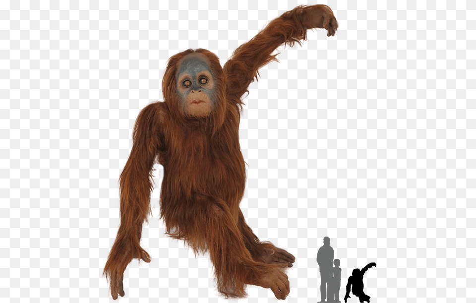 Baby Animal Orangutans, Mammal, Monkey, Wildlife, Orangutan Png
