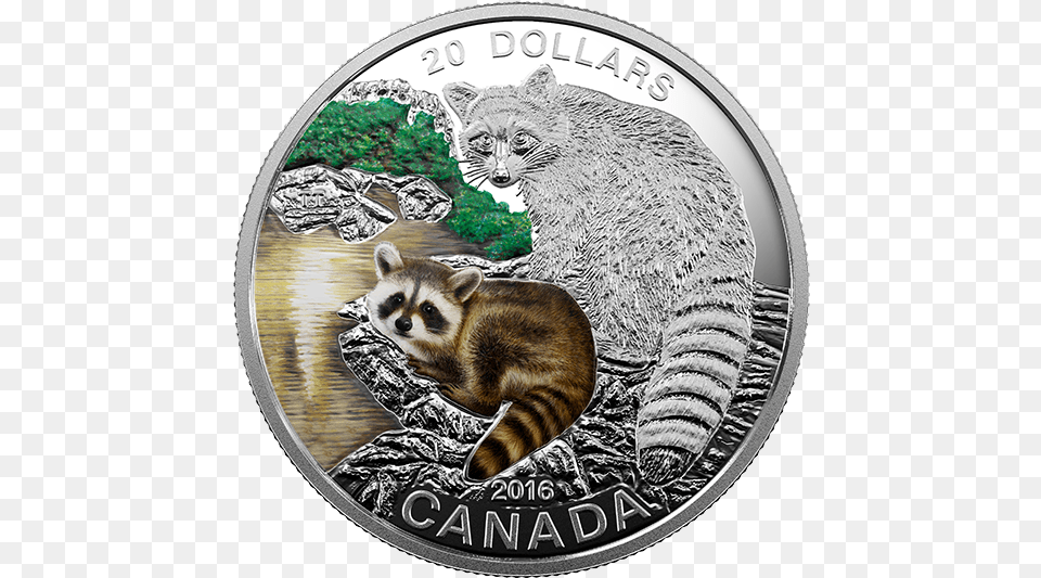 Baby Animals Raccoon Mintage Animals On Canadian Coins, Animal, Canine, Dog, Mammal Png Image