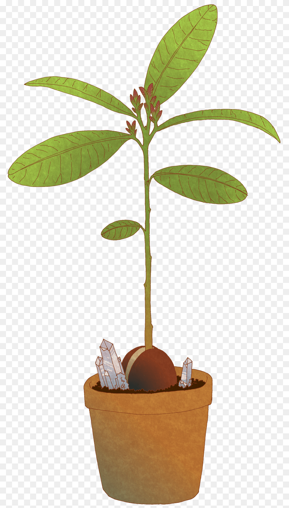Baby Avocado Tree Illustrations, Plant, Potted Plant, Leaf, Cookware Free Transparent Png