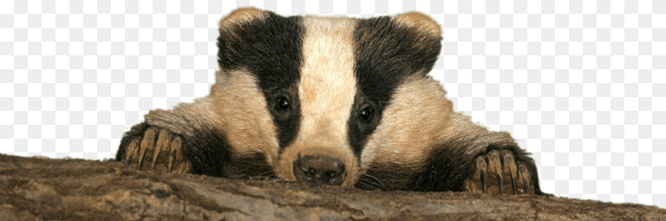 Baby Badger, Animal, Bear, Mammal, Wildlife Free Png Download