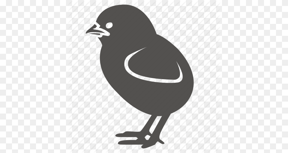 Baby Bird Chick Chicken Poultry Icon, Animal, Person Free Transparent Png
