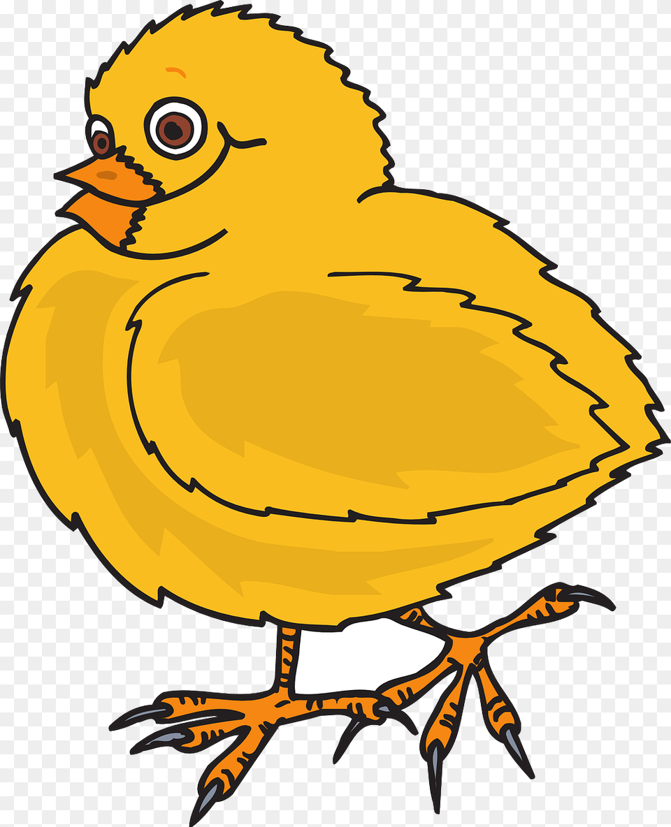 Baby Bird Chicken Chicks Yellow Feathers Wings Dot To Dot Chicken Printables, Animal, Reptile, Sea Life, Turtle Free Png Download