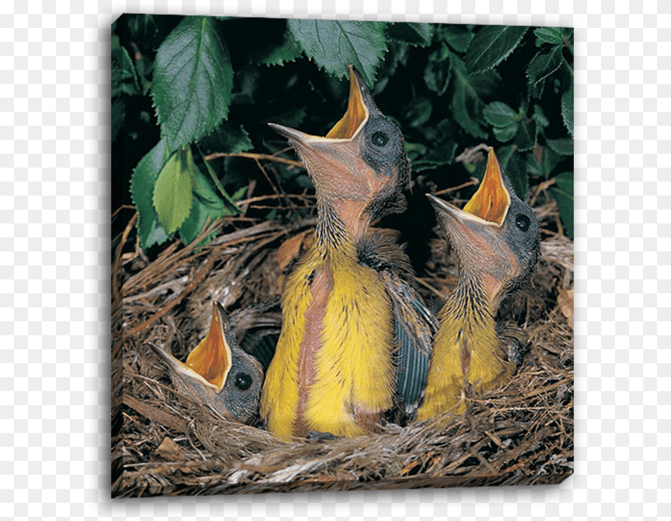 Baby Birds On Canvas Bokmakierie, Animal, Beak, Bird, Nest Png Image