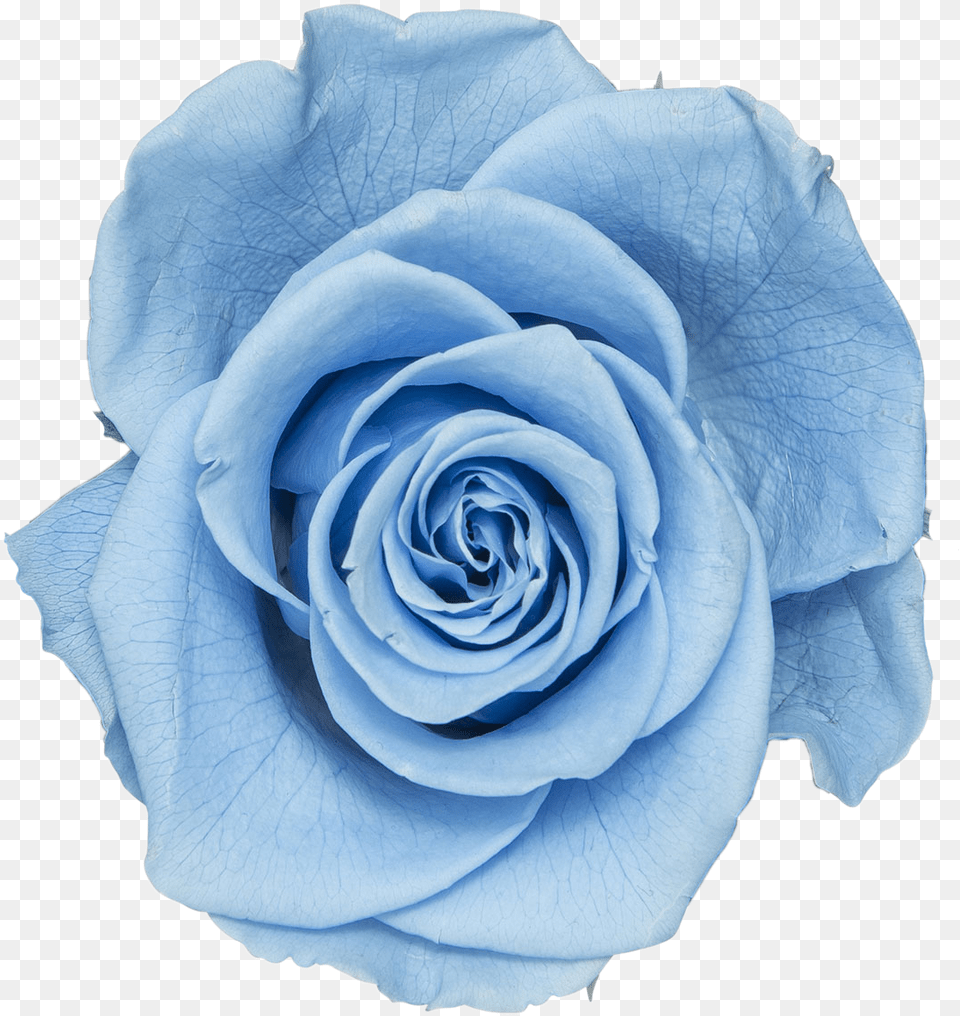 Baby Blue Blue Rose, Flower, Plant Free Png