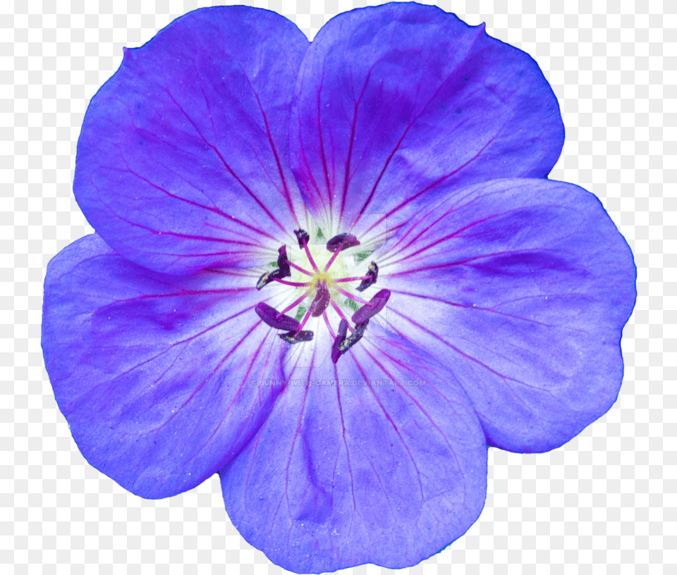 Baby Blue Eyes, Plant, Flower, Geranium, Petal Free Png