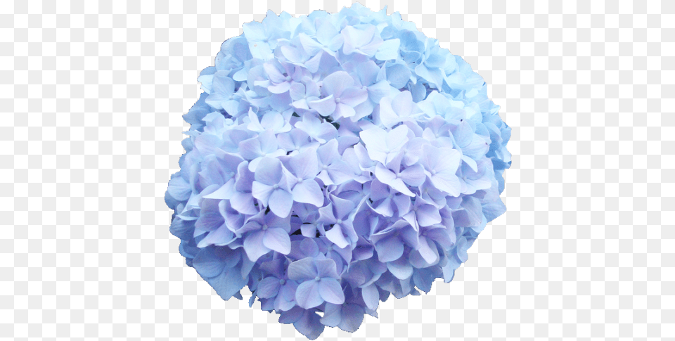 Baby Blue Hydrangea Flower Transparent Background, Geranium, Plant, Petal, Flower Arrangement Free Png