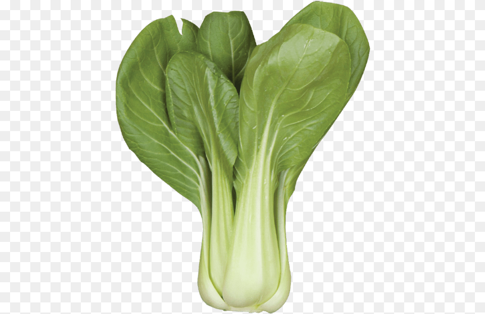 Baby Bok Choy Spring Greens, Food, Leafy Green Vegetable, Plant, Produce Free Png