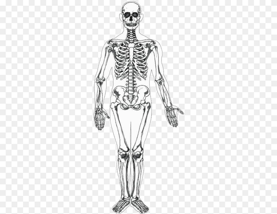 Baby Bones Vs Adults Bones, Adult, Male, Man, Person Png
