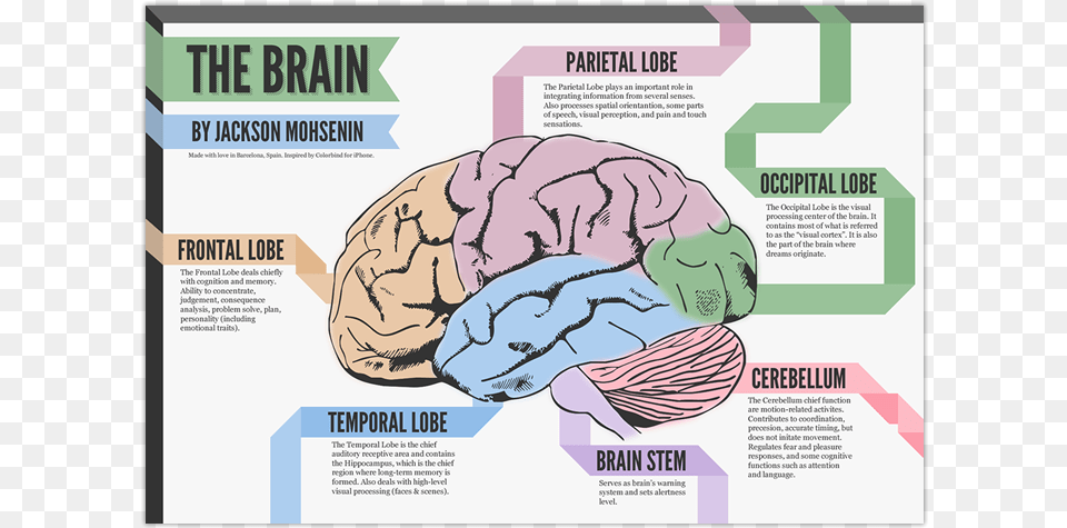 Baby Brain Development Stages Http Us Beautiful Parts Of The Brain And Their Functions, Advertisement, Poster, Person Png Image