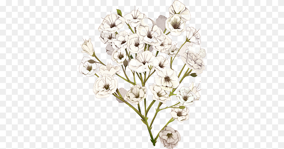 Baby Breath Flower Baby39s Breath Flower Illustration, Geranium, Plant, Art, Drawing Free Png