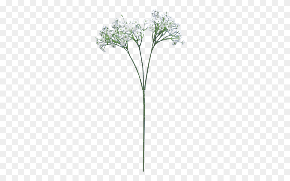 Baby Breath Flower Clip Breath Flowers Background, Apiaceae, Plant Free Transparent Png