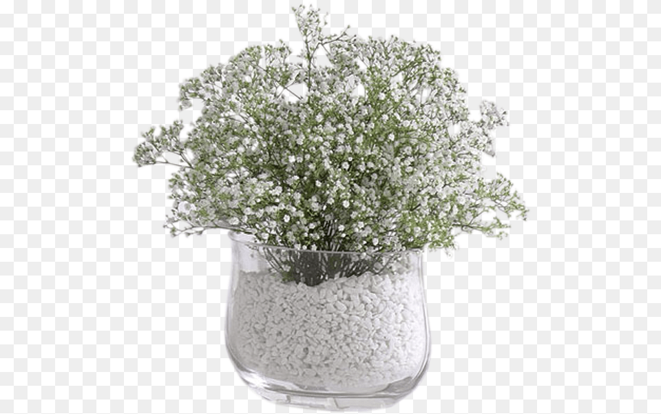 Baby Breath In Vase, Flower, Flower Arrangement, Jar, Plant Free Png Download