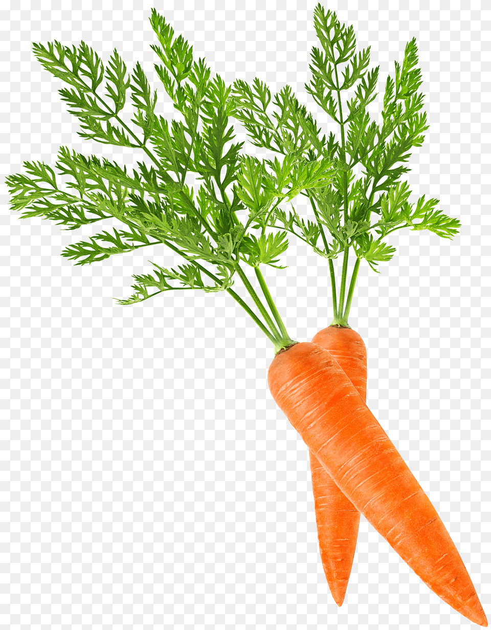 Baby Carrot Clip Art Carrot, Food, Plant, Produce, Vegetable Png