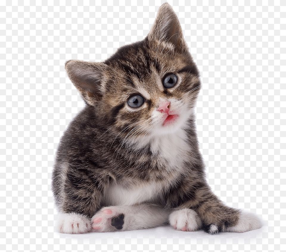 Baby Cat Transparent Background With, Animal, Kitten, Mammal, Pet Png Image