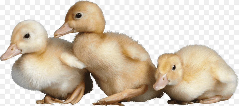 Baby Chick Vs Baby Duck, Animal, Bird, Bear, Mammal Png Image